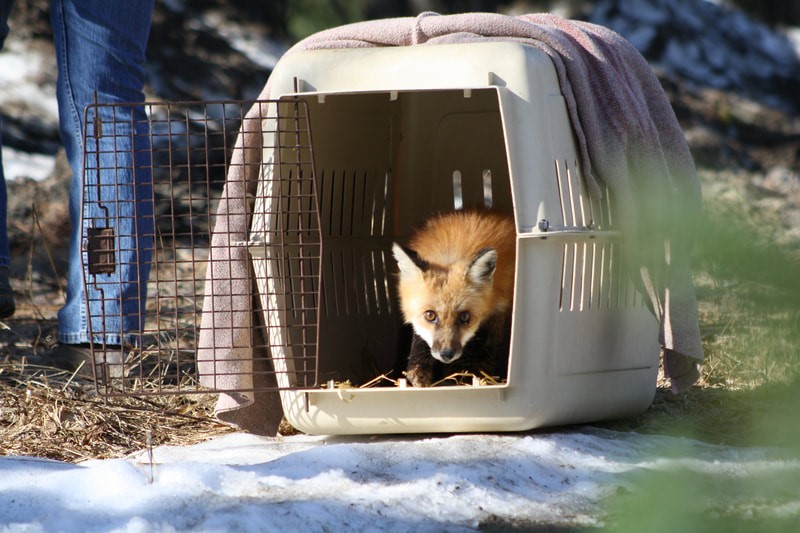 Animals In Rehabilitation | Aspen Valley Wildlife Sanctuary